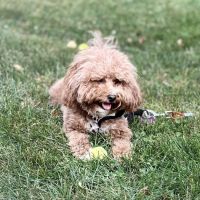 Sycamore Veterinary Hospital ico