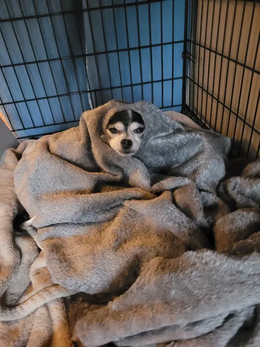 Sycamore Veterinary Hospital Picture 5