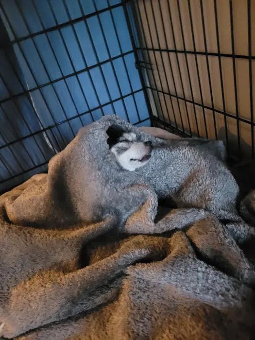 Sycamore Veterinary Hospital Picture 4