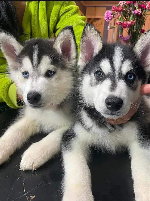 SIBERIAN HUSKY PUPPIES FOR ADOPTION. Heavenly puppies fam / PET LOVE/ Leo Pets. Picture 3
