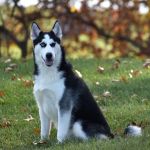 SIBERIAN HUSKY PUPPIES FOR ADOPTION. Heavenly puppies fam / PET LOVE/ Leo Pets.