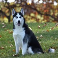 SIBERIAN HUSKY PUPPIES FOR ADOPTION. Heavenly puppies fam / PET LOVE/ Leo Pets. ico
