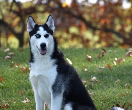 SIBERIAN HUSKY PUPPIES FOR ADOPTION. Heavenly puppies fam / PET LOVE/ Leo Pets.