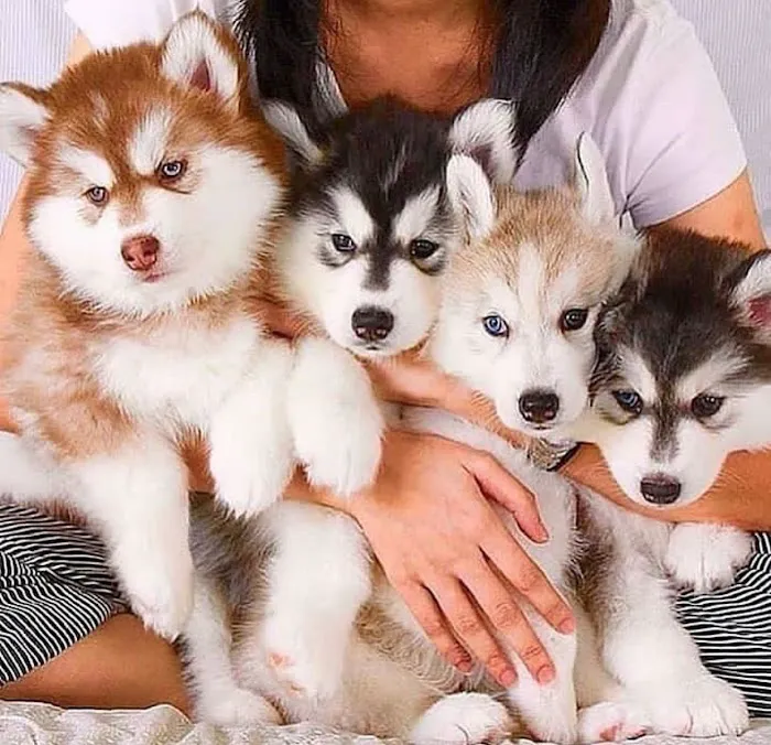 SIBERIAN HUSKY PUPPIES FOR ADOPTION. Heavenly puppies fam / PET LOVE/ Leo Pets. Picture 5