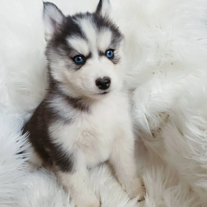 SIBERIAN HUSKY PUPPIES FOR ADOPTION. Heavenly puppies fam / PET LOVE/ Leo Pets. Picture 9