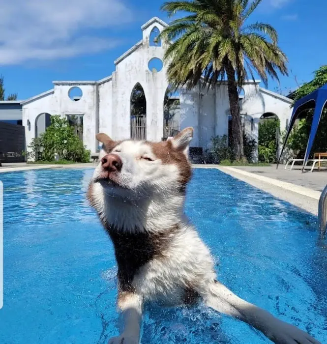 SIBERIAN HUSKY PUPPIES FOR ADOPTION. Heavenly puppies fam / PET LOVE/ Leo Pets. Picture 8