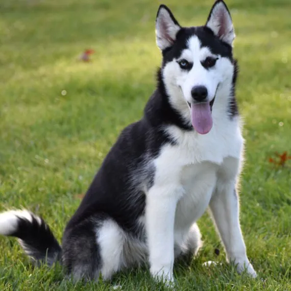 SIBERIAN HUSKY PUPPIES FOR ADOPTION. Heavenly puppies fam / PET LOVE/ Leo Pets. Picture 7
