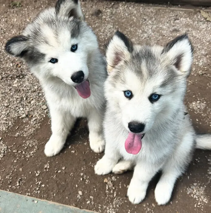 SIBERIAN HUSKY PUPPIES FOR ADOPTION. Heavenly puppies fam / PET LOVE/ Leo Pets. Picture 6