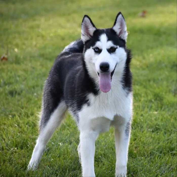 SIBERIAN HUSKY PUPPIES FOR ADOPTION. Heavenly puppies fam / PET LOVE/ Leo Pets. Picture 10