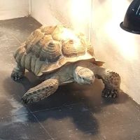 Pets Plus - Fairless Hills ico