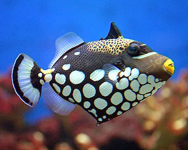 Aquarium Management Systems Picture 1