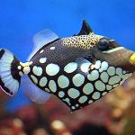 Aquarium Management Systems