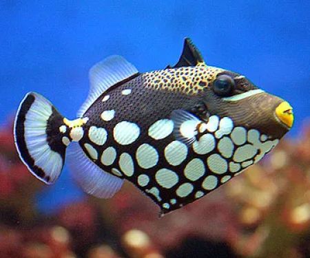 Aquarium Management Systems