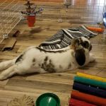 Indian Walk Veterinary Center