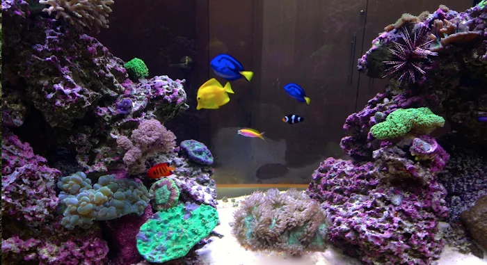 Creation of the Sea, LLC Picture 3