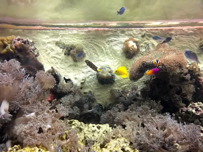 Creation of the Sea, LLC Picture 6