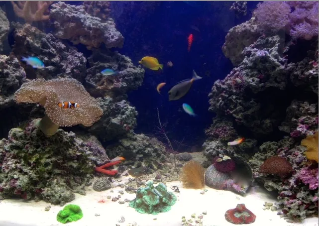 Creation of the Sea, LLC Picture 5