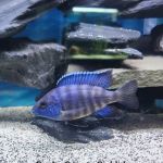 Bucks County Cichlids