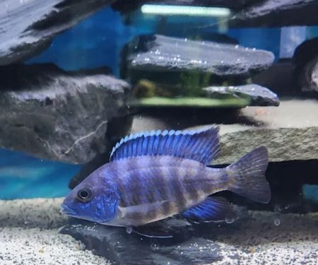 Bucks County Cichlids