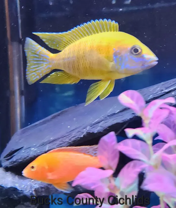 Bucks County Cichlids Picture 2