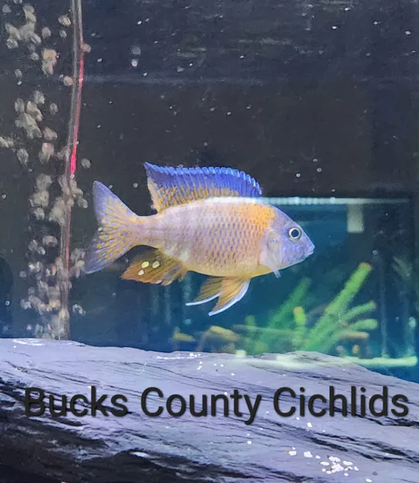 Bucks County Cichlids Picture 3