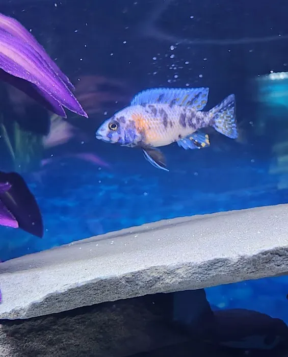 Bucks County Cichlids Picture 4