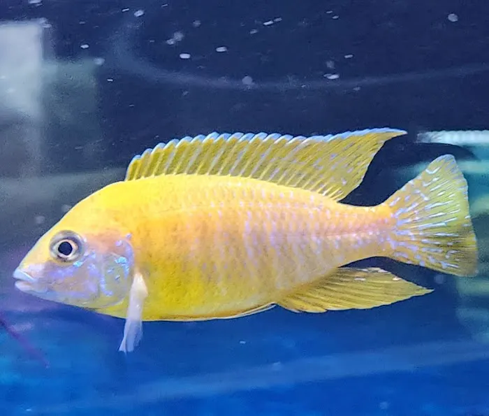 Bucks County Cichlids Picture 5