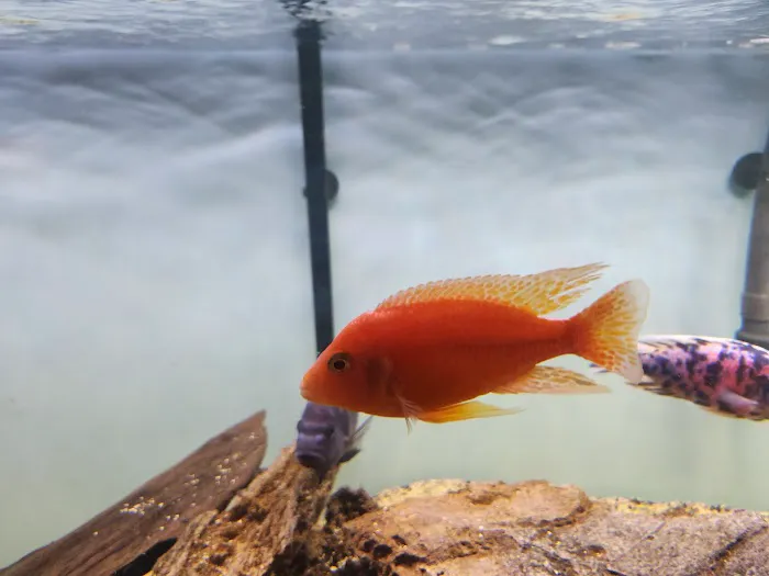 Bucks County Cichlids Picture 6