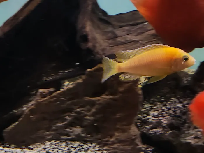 Bucks County Cichlids Picture 8