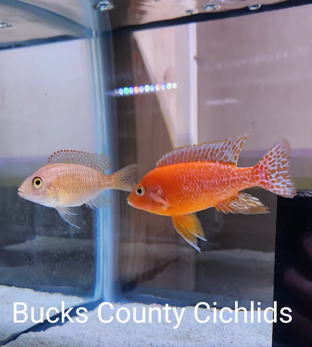 Bucks County Cichlids Picture 9