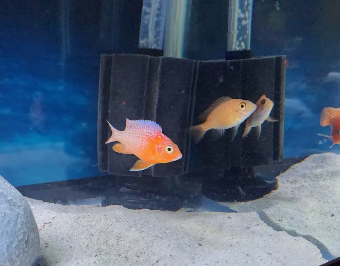 Bucks County Cichlids Picture 7