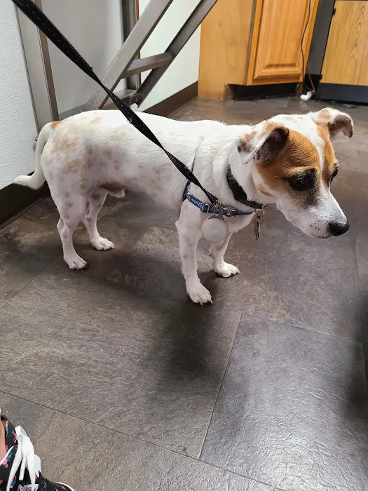 Paws 'N Claws Veterinary Clinic LLC Picture 1