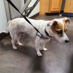 Paws 'N Claws Veterinary Clinic LLC