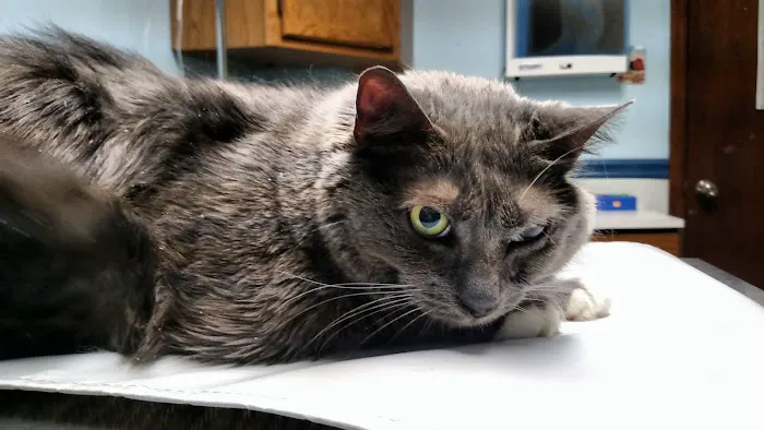Paws 'N Claws Veterinary Clinic LLC Picture 6