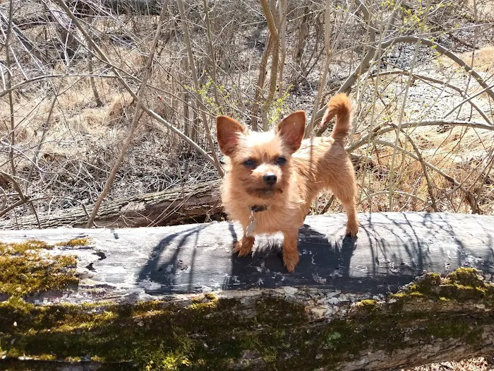Paws 'N Claws Veterinary Clinic LLC Picture 8