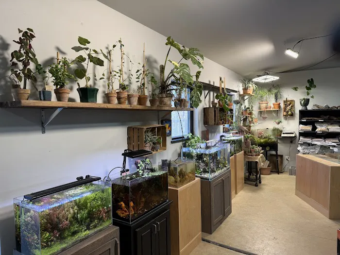 Cuboid Nature Aquarium Picture 3