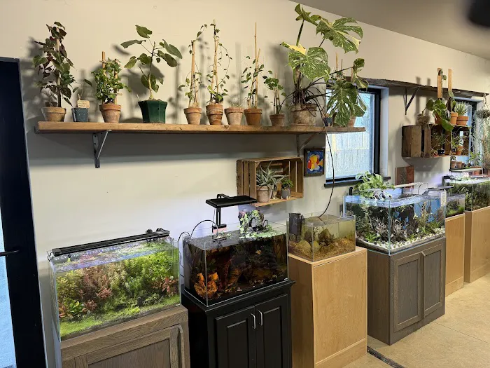 Cuboid Nature Aquarium Picture 9
