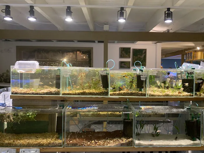 Cuboid Nature Aquarium Picture 8