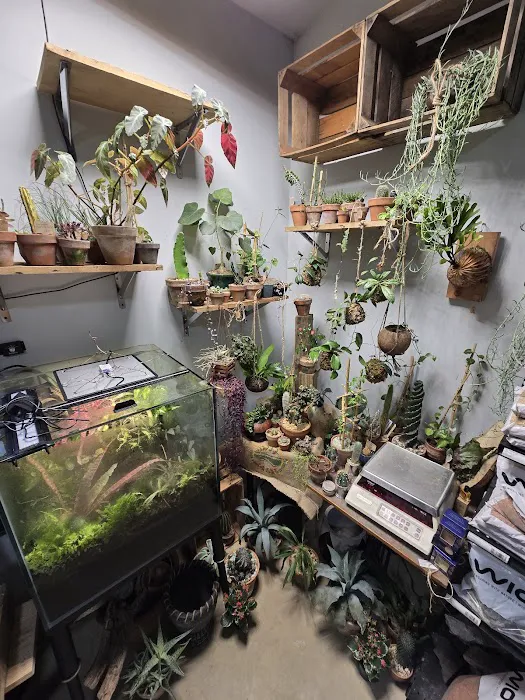 Cuboid Nature Aquarium Picture 10