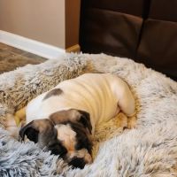 Jack's Dog Farm ico