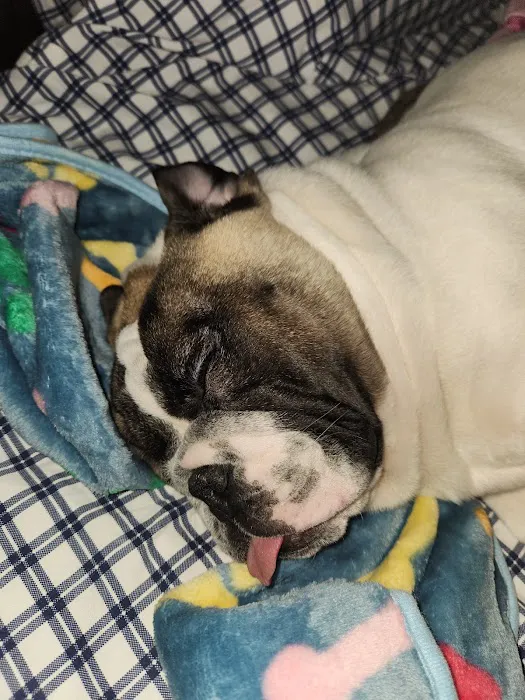 Jack's Dog Farm Picture 4