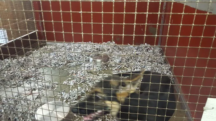 Jack's Dog Farm Picture 6
