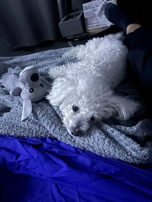 Jack's Dog Farm Picture 5