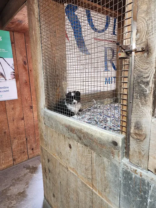 Jack's Dog Farm Picture 8