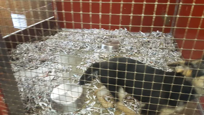 Jack's Dog Farm Picture 10
