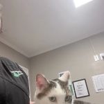Morrisville Veterinary Hospital