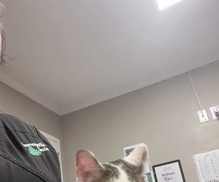 Morrisville Veterinary Hospital