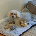Saint Rocco's Treats
