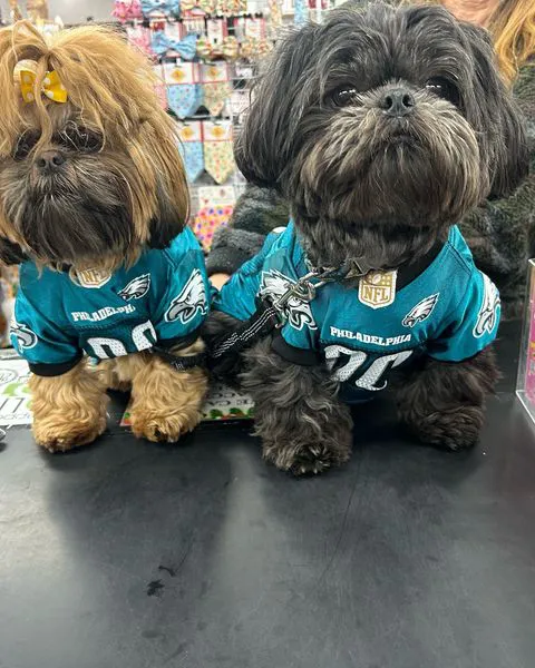 Dogs & Cats Rule Picture 6