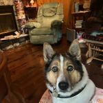 VCA Animal Healing Center